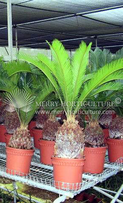 Cycas revoluta (Pot 170)